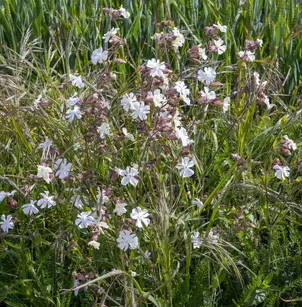 Bladder Campion (Silene latifolia)