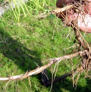 Longstamen Rice (Oryza longistaminata)