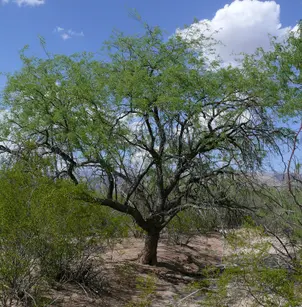 Velvet Mesquite (Prosopis velutina)