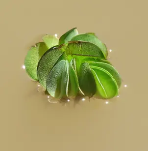 Giant Salvinia (Salvinia biloba)