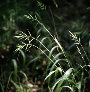 Slender False Brome (Brachypodium sylvaticum)