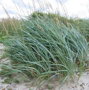 Sand Ryegrass (Leymus arenarius)