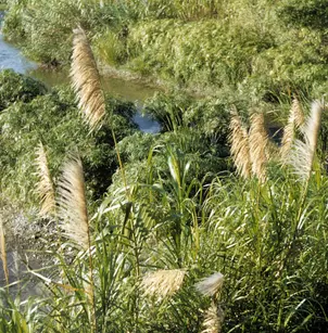 Giant Reed (Arundo donax)