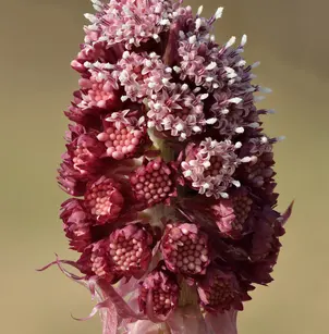 Pestilence Wort (Petasites hybridus)