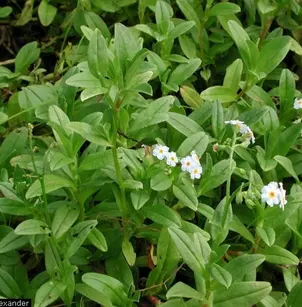 Forget-Me-Not (Myosotis scorpioides)