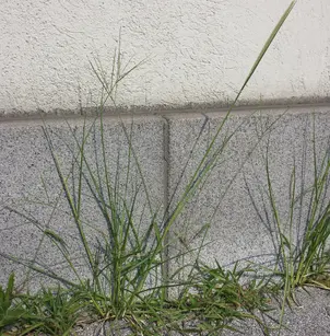 African Feathergrass (Pennisetum macrourum)