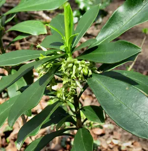 Spurgelaurel (Daphne laureola)