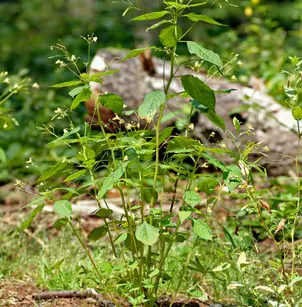 Smallflower Touchmenot (Impatiens parviflora)