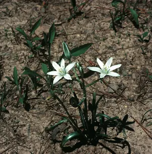 Star of Bethlehem (Ornithogalum umbellatum)