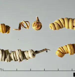 Argentine Screwbean (Prosopis strombulifera)