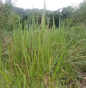 Brazilian Satintail (Imperata brasiliensis)