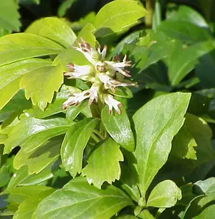 Japanese Spurge (Pachysandra terminalis)