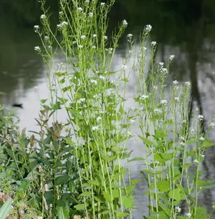 Garlic Mustard (Alliaria petiolata)