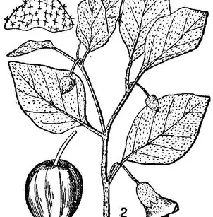 Starhair Groundcherry (Physalis viscosa)