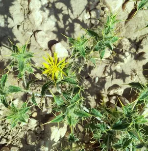 Jeweled Distaff Thistle (Carthamus oxyacanthus)