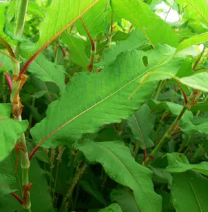 Cultivated Knotweed (Polygonum polystachyum)