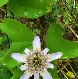 Wingleaf Passionflower (Passiflora bicornis)