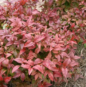 Heavenly Bamboo (nana) (Nandina domestica 'Purpurea')