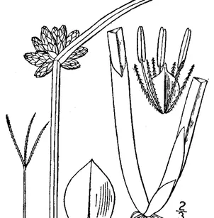 Bog Bulrush (Schoenoplectiella mucronata)
