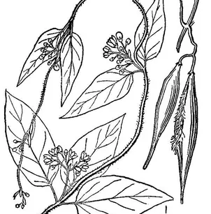 Louise's Swallow-Wort (Cynanchum louiseae)