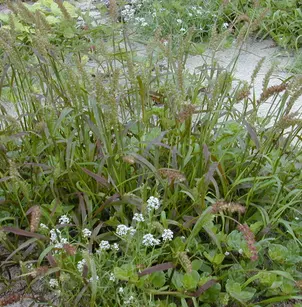 Southern Sandbur (Cenchrus echinatus)