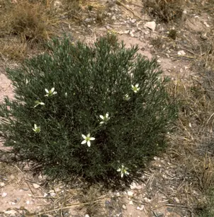 Harmal Peganum (Peganum harmala)