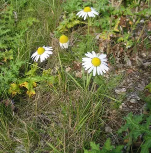Scentless False Mayweed (Tripleurospermum perforatum)