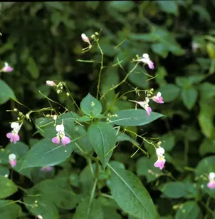 Balfour's Touch-Me-Not (Impatiens balfourii)