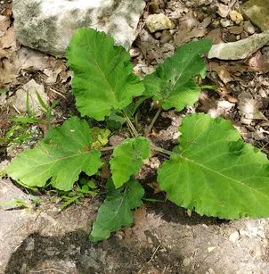 Lesser Burdock (Arctium minus)
