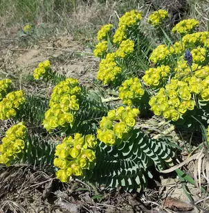 Creeping Spurge (Euphorbia myrsinites)