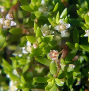 Swamp Stonecrop (Crassula helmsii)