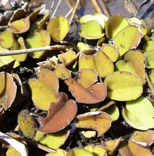 Eared Watermoss (Salvinia auriculata)