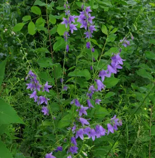 Rampion Bellflower (Campanula rapunculoides)