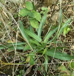 Narrowleaf Plantain (Plantago lanceolata)