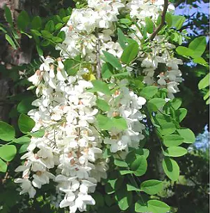 Black Locust (Robinia pseudoacacia)