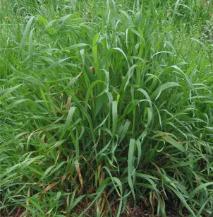 Quackgrass (Elymus repens)