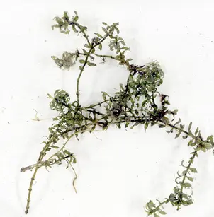 Canadian Waterweed (Elodea canadensis)