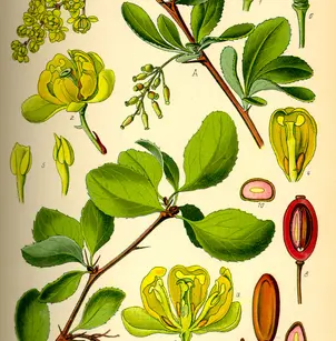 Common Barberry (Berberis vulgaris)