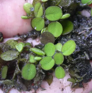 Water Spangles (Salvinia minima)