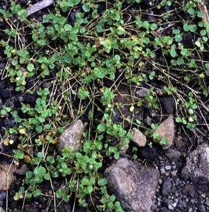 Whitesnow (Drymaria cordata)