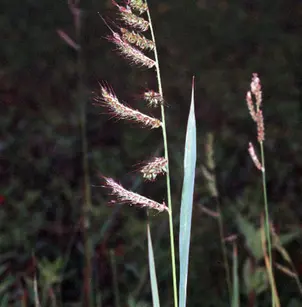 Barnyardgrass (Echinochloa crus-galli)
