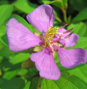 Malabar Melastome (Melastoma malabathricum)