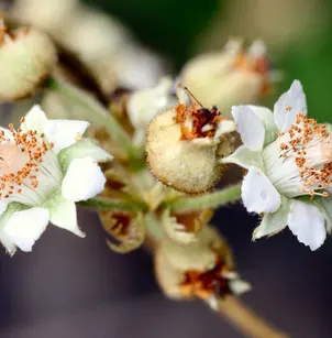 Eelkek (Rubus moluccanus)