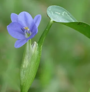 Heartshape False Pickerelweed (Monochoria vaginalis)
