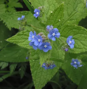 Evergreen Bugloss (Pentaglottis sempervirens)
