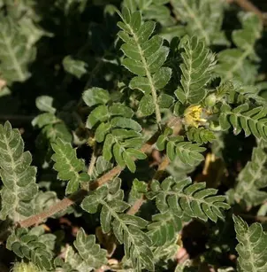 Puncturevine (Tribulus terrestris)