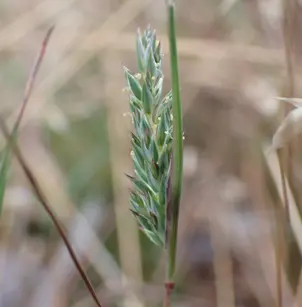 Capetown Grass (Tribolium obliterum)