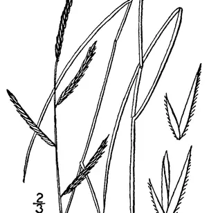 Saltmeadow Cordgrass (Spartina patens)