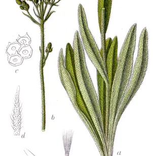 Tall Hawkweed (Hieracium piloselloides)