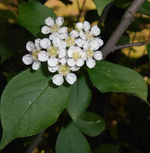 Oriental Photinia (Photinia villosa)